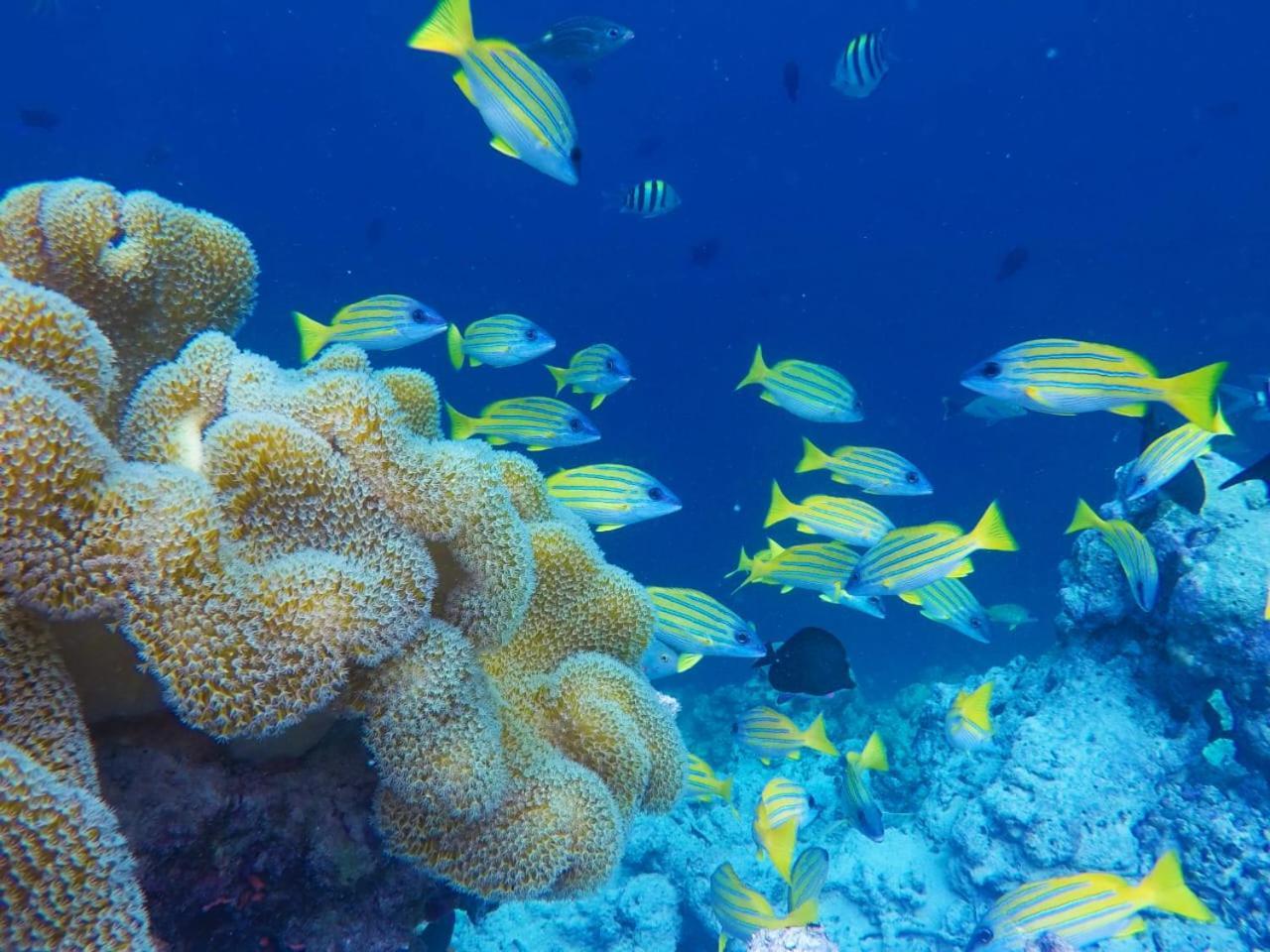Moodhumaa Inn Guraidhoo  Luaran gambar