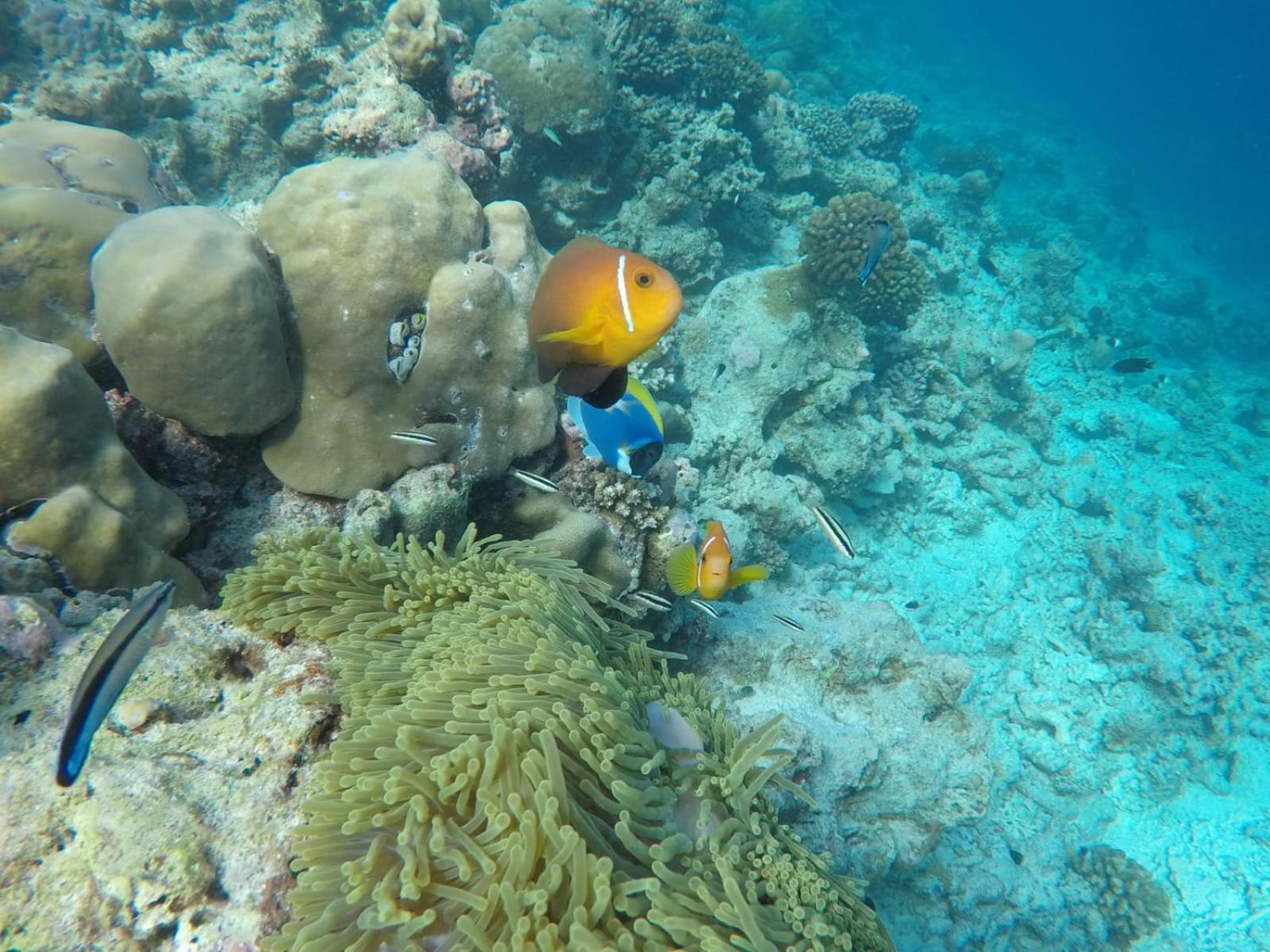 Moodhumaa Inn Guraidhoo  Luaran gambar