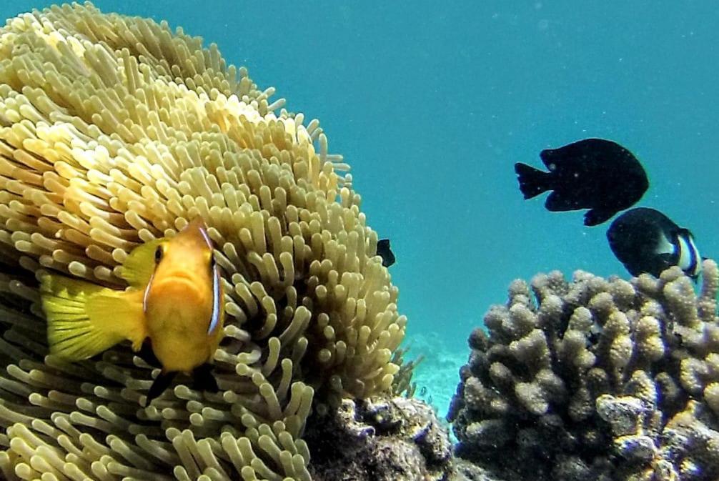 Moodhumaa Inn Guraidhoo  Luaran gambar