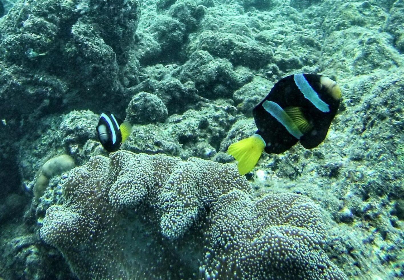 Moodhumaa Inn Guraidhoo  Luaran gambar