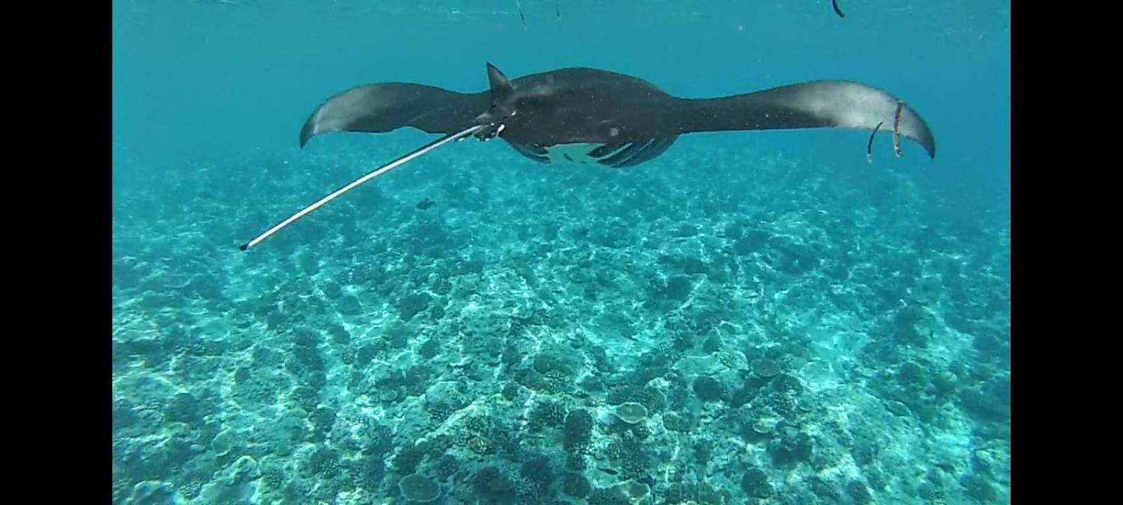 Moodhumaa Inn Guraidhoo  Luaran gambar