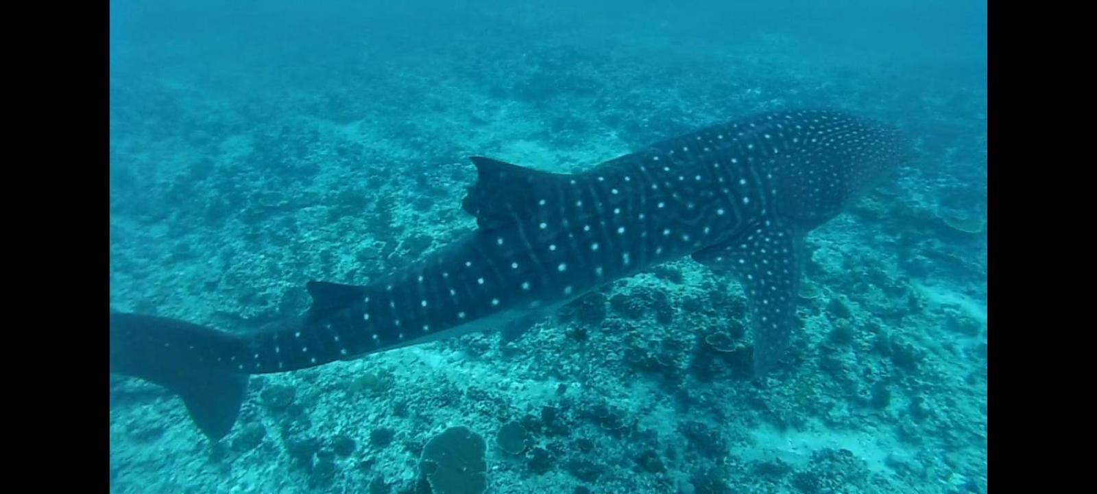 Moodhumaa Inn Guraidhoo  Luaran gambar