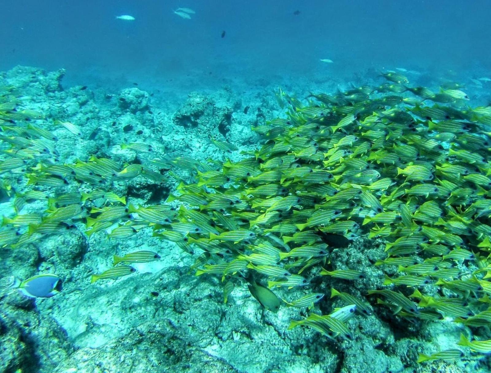 Moodhumaa Inn Guraidhoo  Luaran gambar