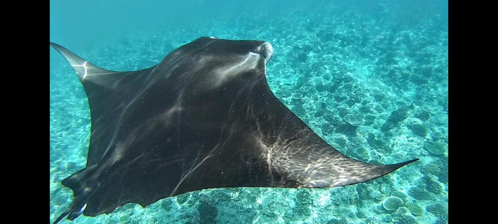 Moodhumaa Inn Guraidhoo  Luaran gambar