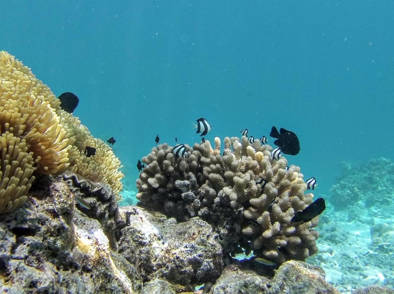 Moodhumaa Inn Guraidhoo  Luaran gambar