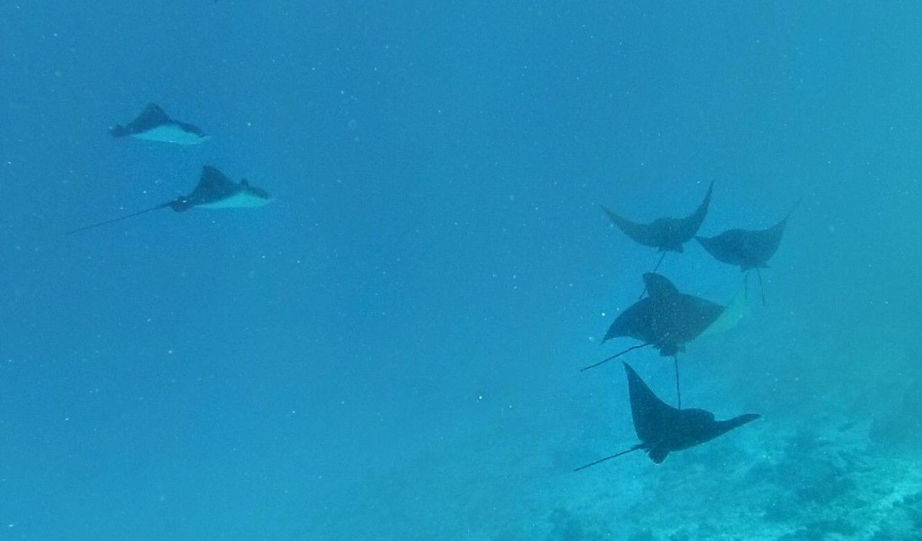 Moodhumaa Inn Guraidhoo  Luaran gambar