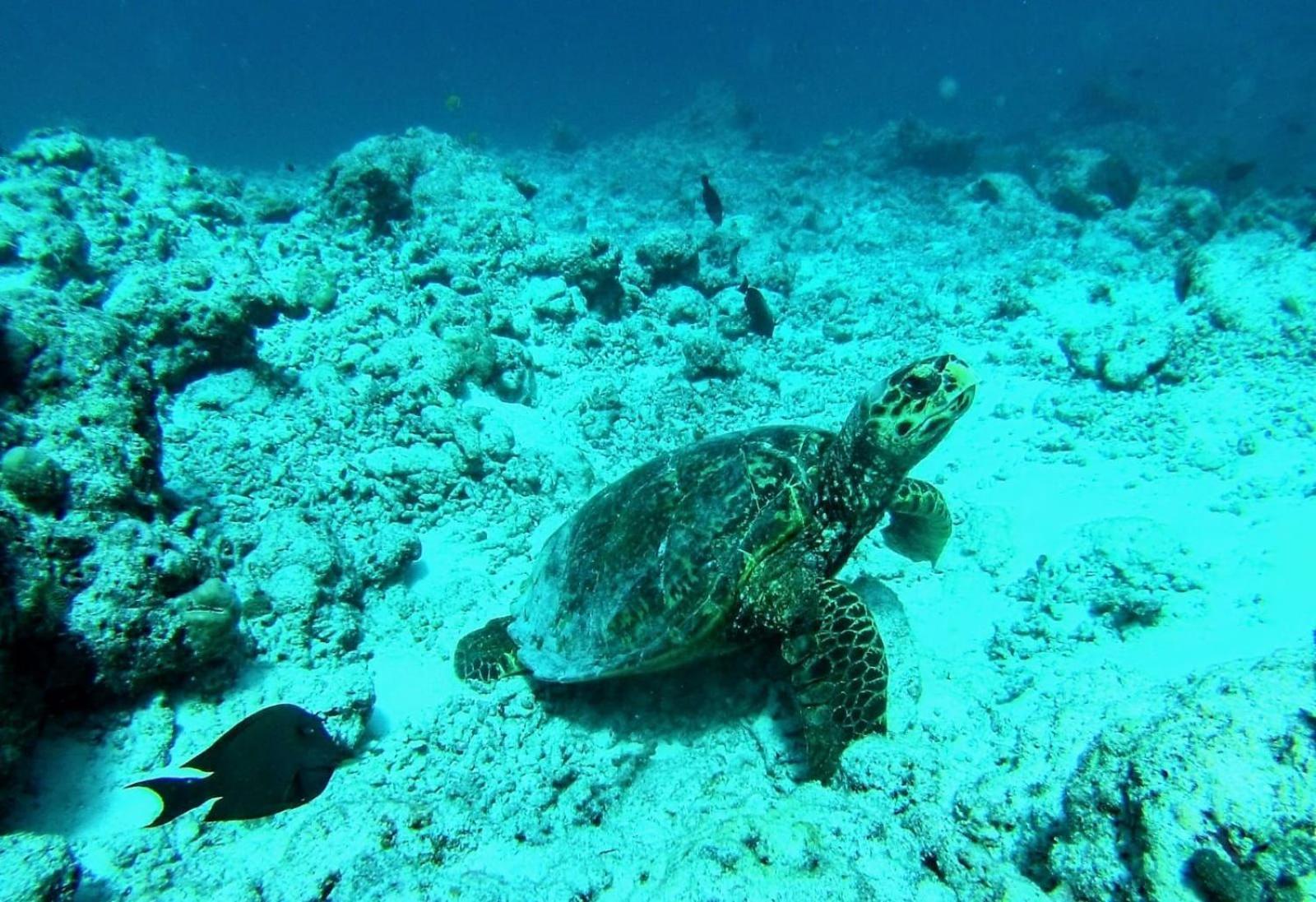 Moodhumaa Inn Guraidhoo  Luaran gambar