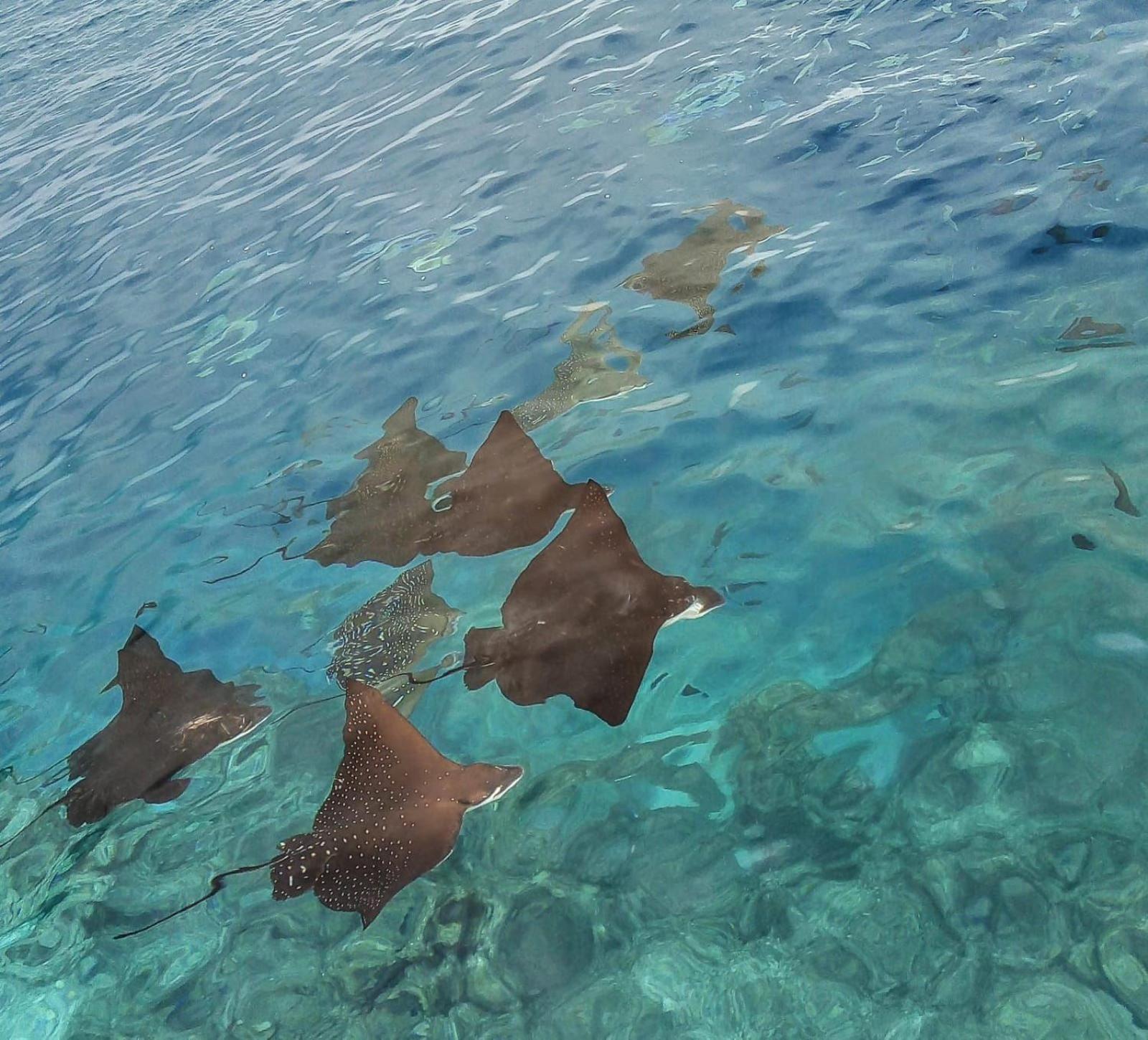 Moodhumaa Inn Guraidhoo  Luaran gambar