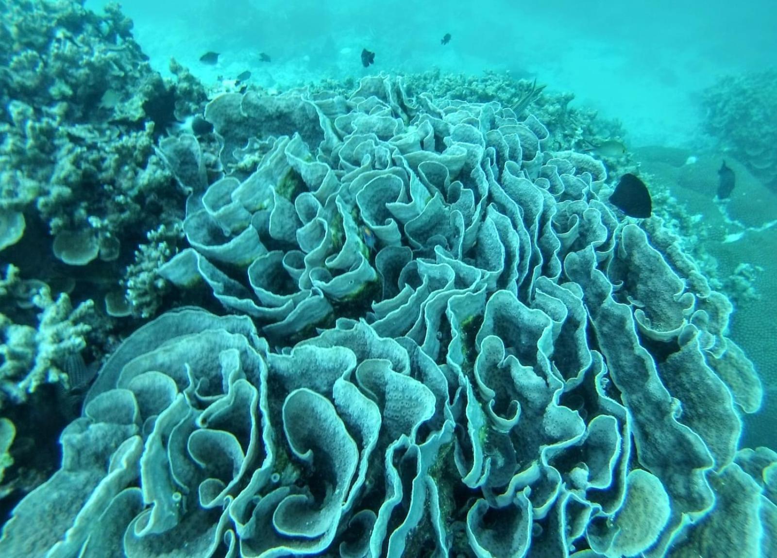 Moodhumaa Inn Guraidhoo  Luaran gambar