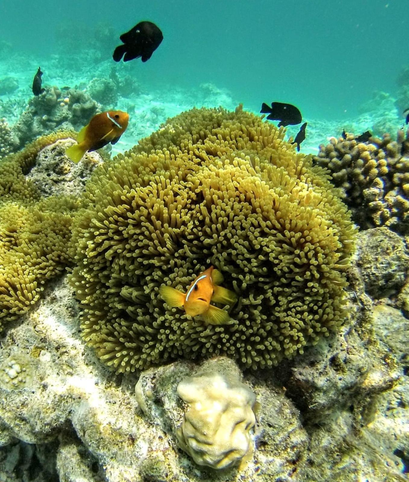 Moodhumaa Inn Guraidhoo  Luaran gambar
