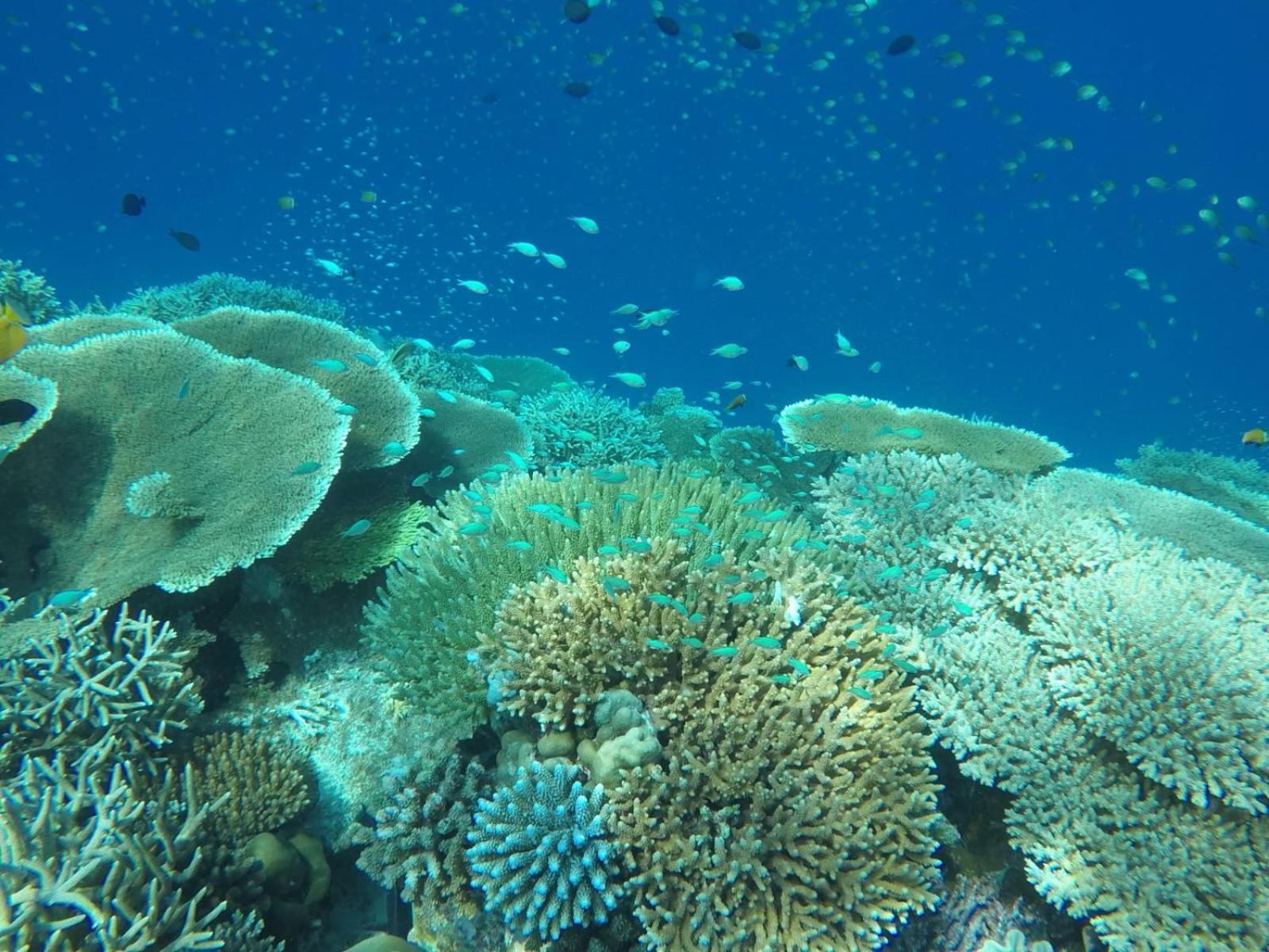 Moodhumaa Inn Guraidhoo  Luaran gambar
