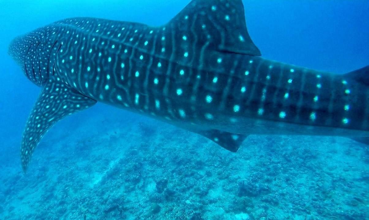 Moodhumaa Inn Guraidhoo  Luaran gambar